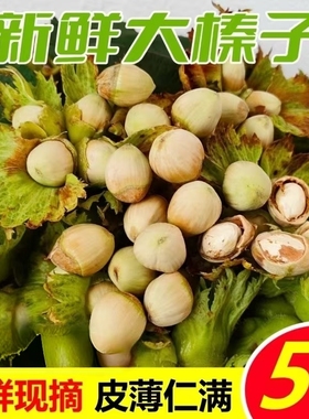 东北新鲜榛子现摘带皮生水仁大榛子2025年绿皮新鲜坚果干货包邮
