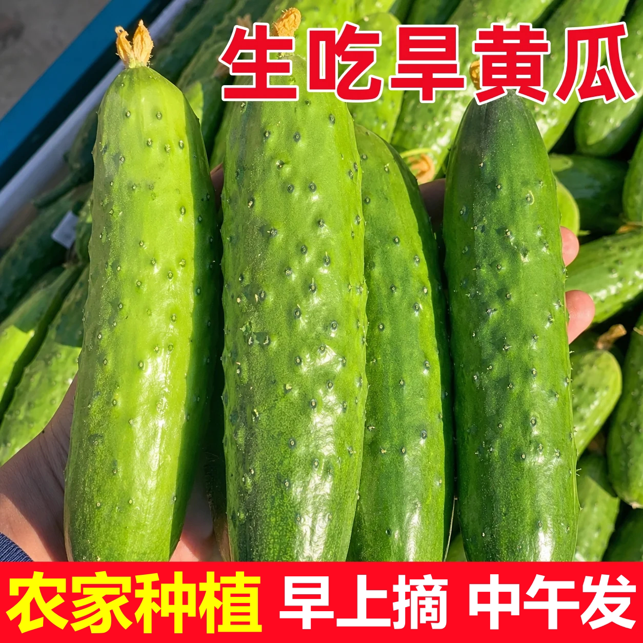 黄瓜新鲜生吃东北旱黄瓜小黄瓜新鲜水果黄瓜现摘沙拉蔬菜当季整箱