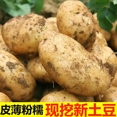 东北土豆新鲜现挖黄心马铃薯