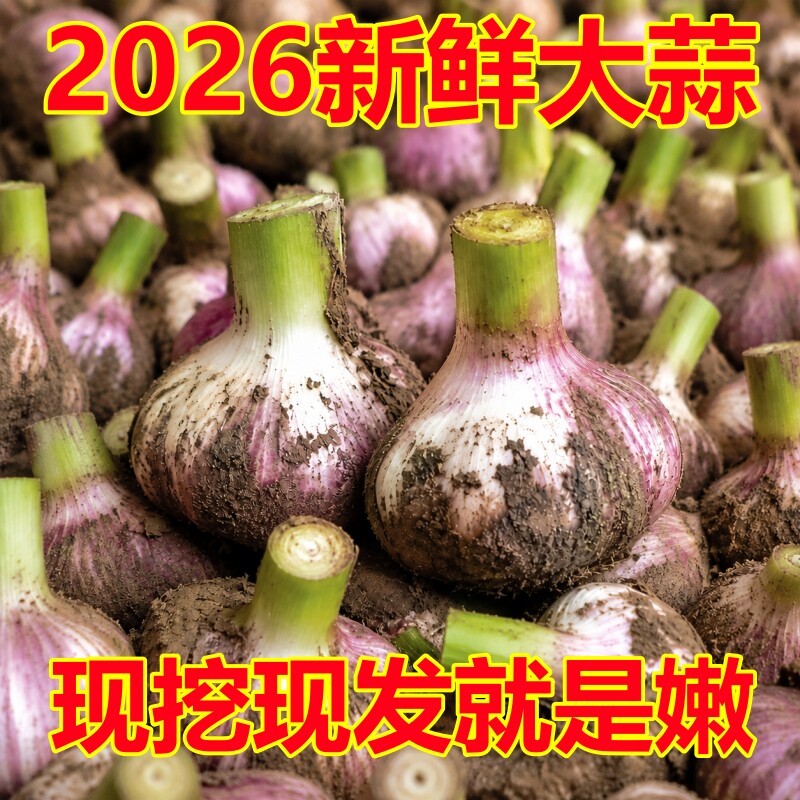 2026年新鲜大蒜鲜蒜腌制新鲜现挖湿蒜腌糖醋蒜新鲜紫白皮大蒜