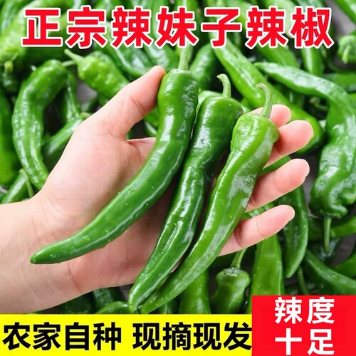 辣妹子辣椒新鲜剁椒薄皮