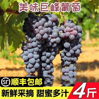 巨峰葡萄新鲜水果整箱