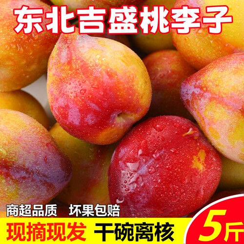 东北鸡心李子新鲜吉盛干碗李子