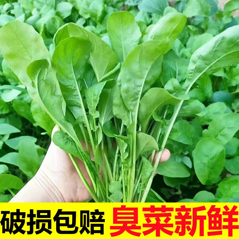正宗东北臭菜新鲜包邮 农家自种新鲜蔬菜蘸酱菜臭菜梗东北蘸酱菜