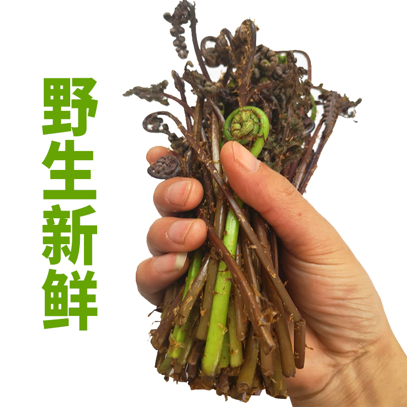 新鲜猴腿菜东北特产山野菜