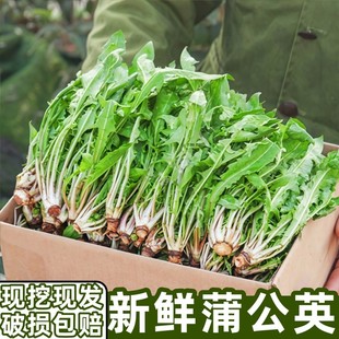 新鲜蒲公英现挖婆婆丁山野菜新鲜山菜特产苦菜苦麻子 蘸酱菜 包邮