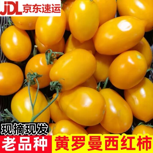 东北黄柿子黄罗曼番茄