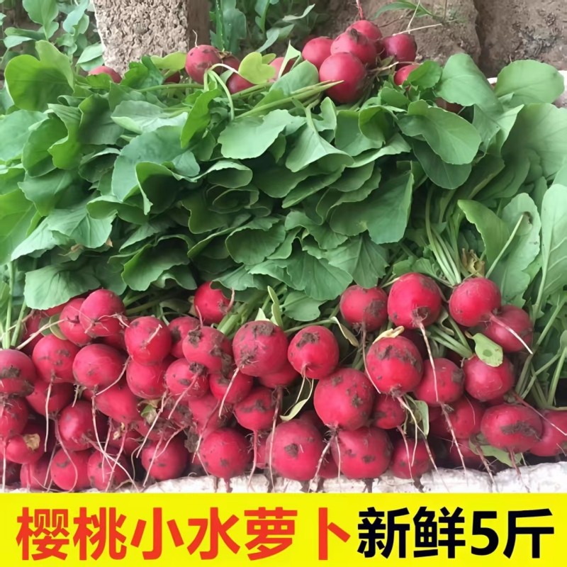 樱桃萝卜新鲜水果红皮甜脆生吃特产东北蘸酱菜小萝卜当季蔬菜包邮,水产肉类/新鲜蔬果/熟食,萝卜/胡萝卜,淘宝优惠券,粉丝福利购,淘宝优惠卷