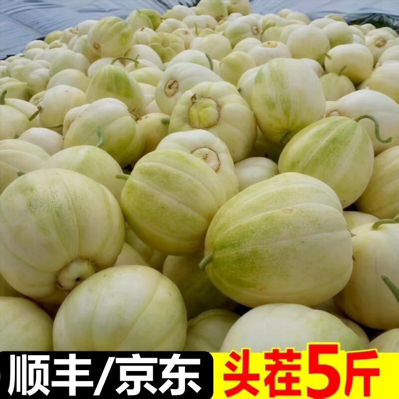 东北香瓜甜瓜新鲜现摘当季时令水果特产白糖罐蜜瓜京东顺丰包邮