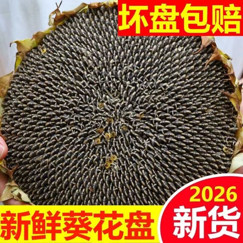向日葵花盘现摘新鲜带籽2026年新货葵盘带生瓜子原味湿葵花籽盘