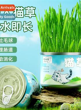 Lazy Cat Grass Growing K Cat Snacks Cat Grass Canned Adult K