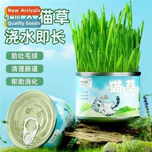 Lazy Cat Grass Growing K Cat Snacks Cat Grass Canned Adult K