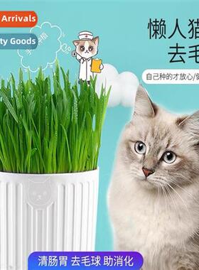 Lazy Cat Grass Growing K Cat Snacks Cat Grass Hairball Adult