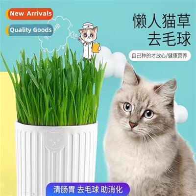 Lazy Cat Grass Growing K Cat Snacks Cat Grass Hairball Adult