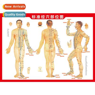Human Body Acupuncture Points Chart Colorful Double Sided St