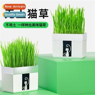 cat grass planting tinfoil green lazy bal bag