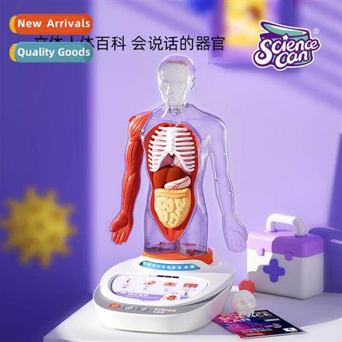Canned Human Anatomy Model Organs Detachable Childrens Teach