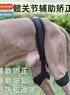 Pet dog hind leg joint b guards recovery orthodtic b pet dog