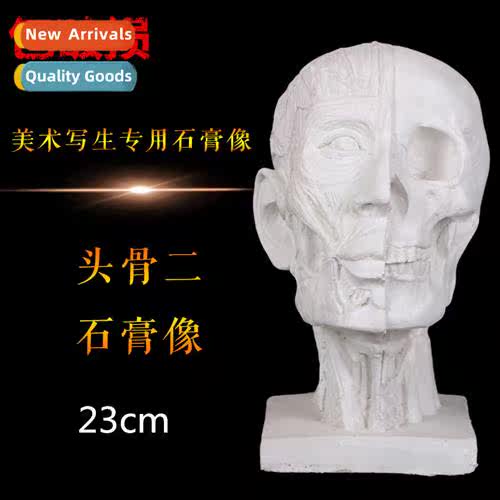 Brt anatomical muscle skull plaster statue equipment sketchi