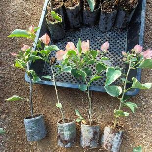 马斯日落橙口红金心黄白三角梅牙签袋苗 不包活 单颗包邮中通发货