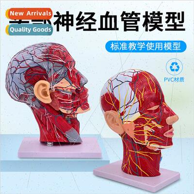 Human head face wh cerebrovascular nerve model neck anatomy