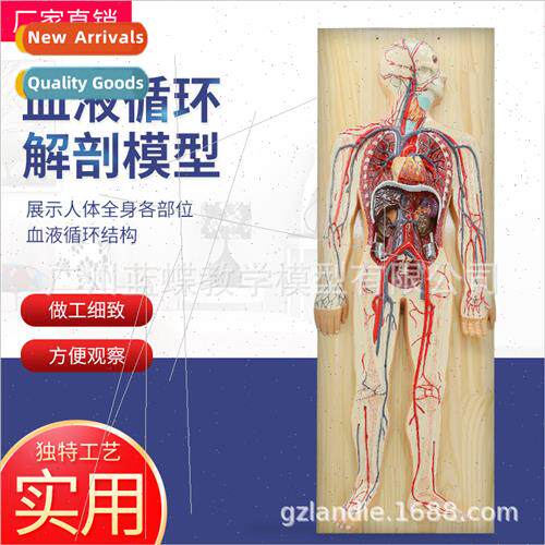 Human blood circulation model whole body internal organs ana