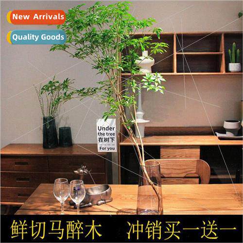 Horse Drunken Wood Hydroponic Plant Fresh Cut Branch Indoor
