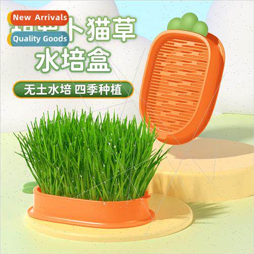 Carrot cat grass potted plant chemical hair grass wheat seed