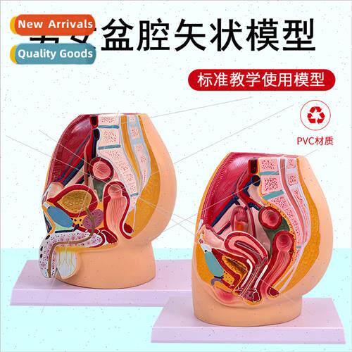 Teaching female pelvic model female genourinary specimen med