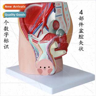 Male Pelvic Median Sagtal Model 4 Parts Male Sagtal Anatomy