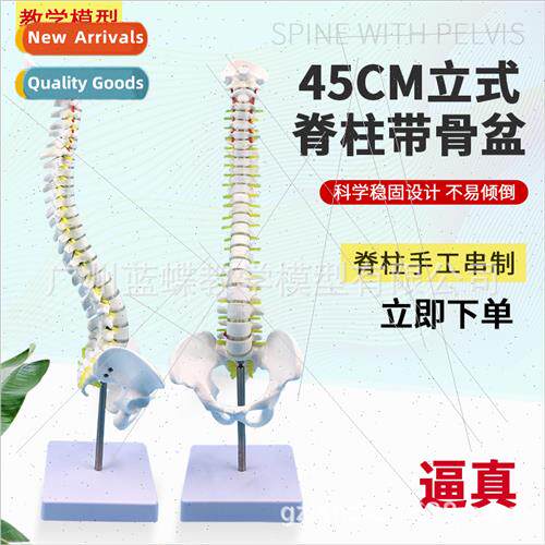 Vertical 45CM human spine wh pelvis model orthopedic manipul