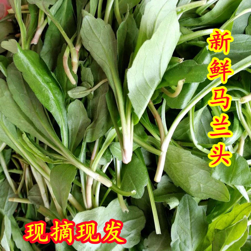 新鲜蔬菜红梗马兰头菜山坡菜鸡儿肠田边菊现摘现发凉拌菜拌香干