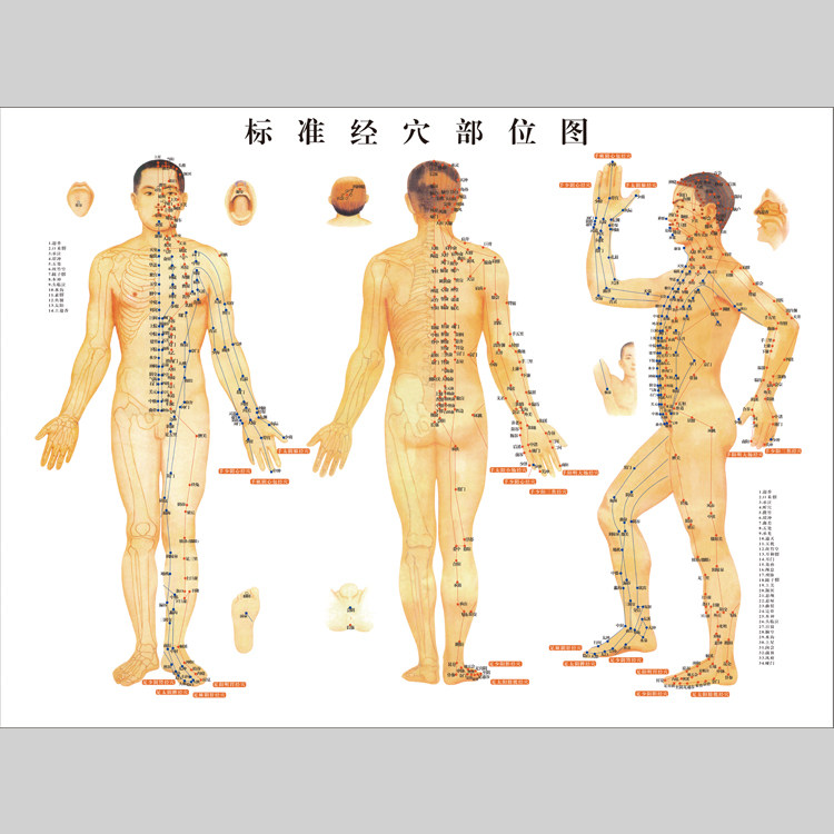 人体经络穴位部位图电子版设计素设计素材/源文件