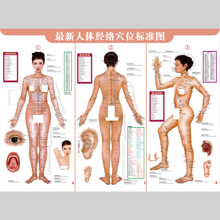 人体经络穴位部位图女版电子版设设计素材/源文件