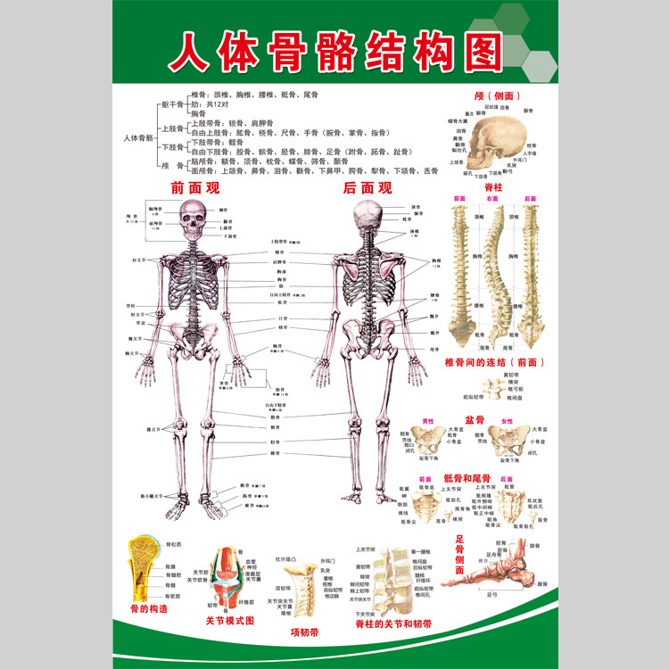人体骨骼结构分布示意图电子版设设计素材/源文件