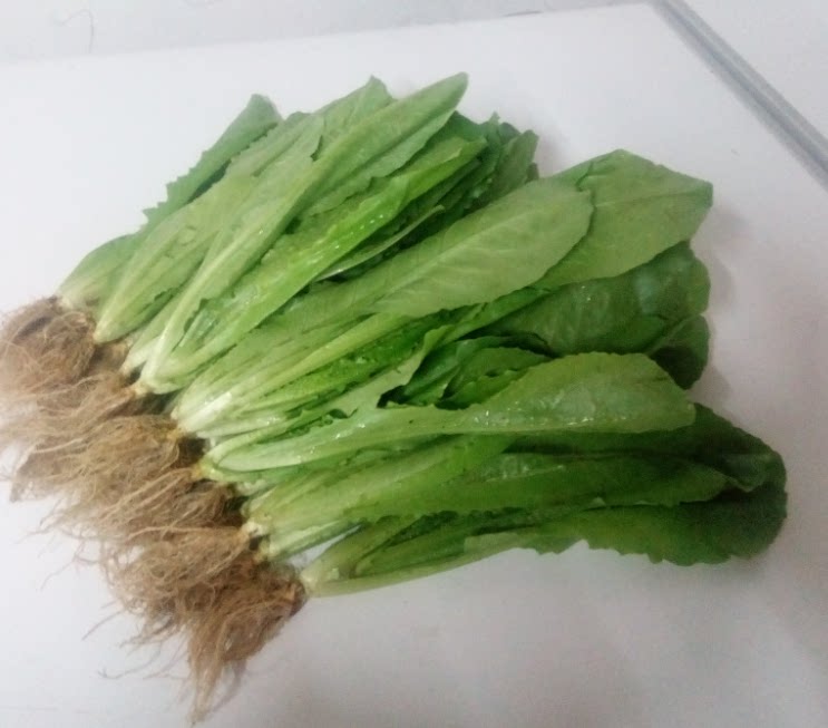 粤农人家新鲜油麦菜香麦菜火锅菜蔬菜农家菜园子自种田地种植蔬菜