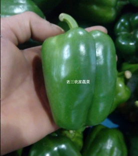 新鲜青圆椒辣椒甜椒菜辣椒绿彩椒青椒农家肥自种老三农家蔬菜500g
