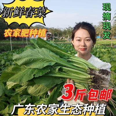 潮汕本地春菜农产品种植农家