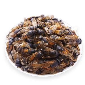 牛虻虫100克g牛蚊子正品牛苍蝇