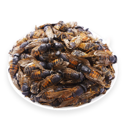 牛虻虫100克g牛蚊子正品牛苍蝇