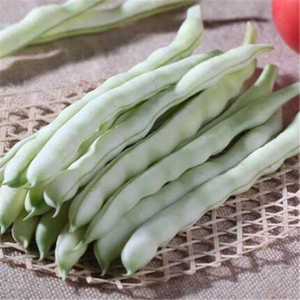 新鲜白豆角白芸豆农家扁豆现摘现发新鲜蔬菜白不老豆角现货速发