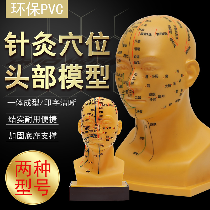 人体头部穴位模型针灸反射区头模具教学用脑部经络图
