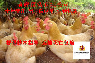 广州三黄鸡孵化基地三黄土1.5土2鸡苗小三黄土鸡种苗，打液氮疫苗