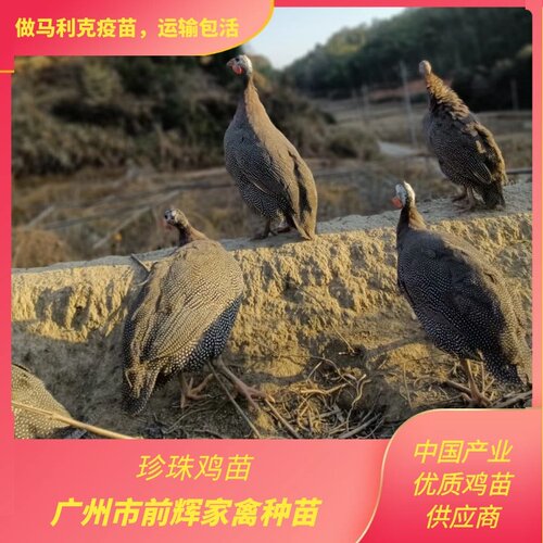 广州白云珍珠鸡种苗场.珍珠鸡珍禽种苗.珍珠鸡活苗.出壳珍珠鸡苗