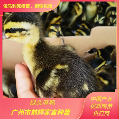 广州鲜活绿头麻鸭苗·青头小麻鸭种苗产蛋鸭苗青头鸭苗包打疫苗