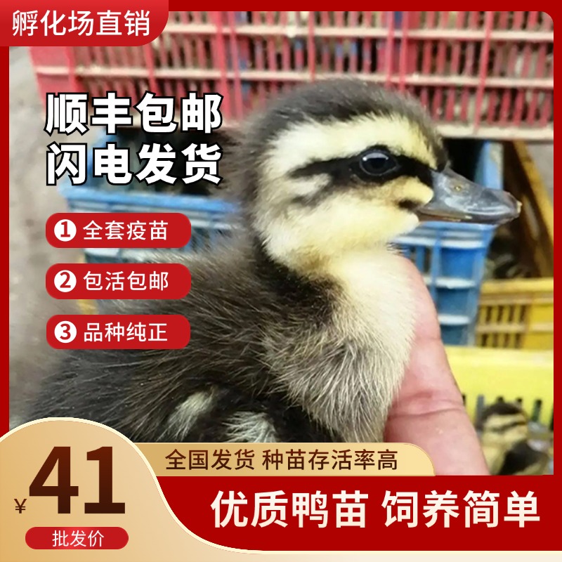 鸭子活苗大种麻鸭苗活体高产蛋鸭幼苗青头鸭活物小鸭活苗厂家批发
