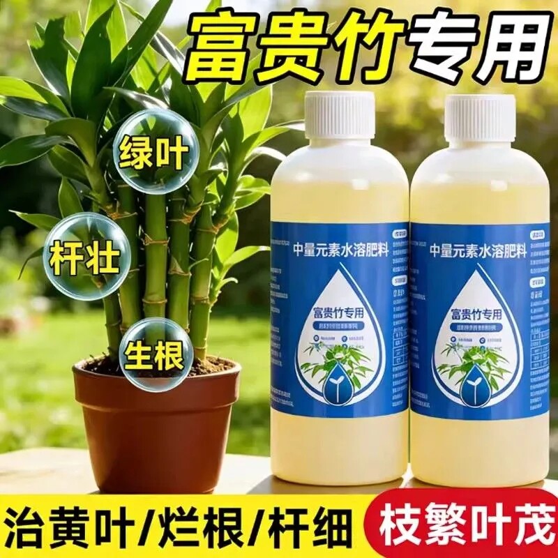 花术言富贵竹专用营养液治黄叶