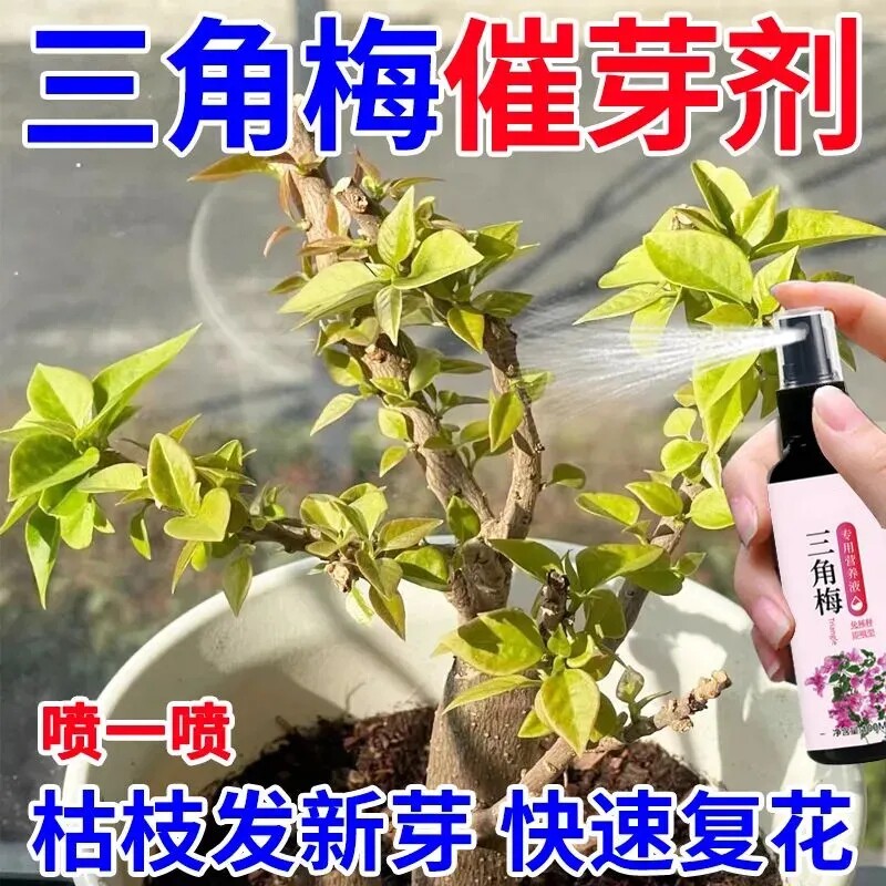 满树开花三角梅专用直喷液体肥图片