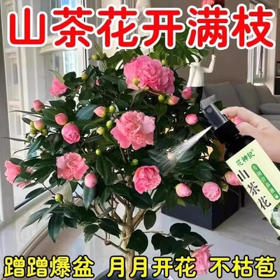 山茶花专用肥花苞防黄叶