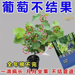 领沃葡萄授粉坐果防落增产剂